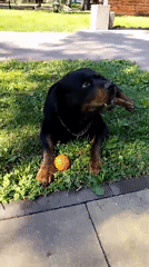 Dog and owner enjoy morning park visit in Horishni Plavni