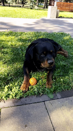 Dog and owner enjoy morning park visit in Horishni Plavni