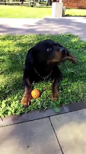 Dog and owner enjoy morning park visit in Horishni Plavni
