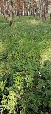 The video shows a low-angle, panning shot through a sun-dappled forest floor covered in lush green grass and various plants. The trees, predominantly tall and slender with visible bark, form a dense background. The light filters through the leaves, creating dappled patterns on the ground. Small white and blue flowers are scattered amongst the greenery. The camera moves slowly, capturing the textures and colors of the forest undergrowth. There are no people or animals visible in the frame. The overall impression is one of a peaceful and natural woodland environment.