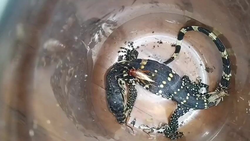 A dead monitor lizard, black with yellow spots, lies curled in a clear plastic container. Insects, likely crickets, are present on and around the lizard. The container appears to be made of clear plastic and is situated on a wooden surface. The lighting is artificial and casts shadows within the container.