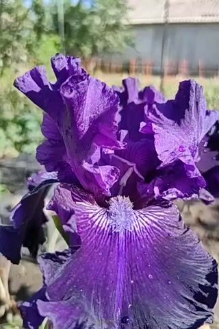 This is a close-up video of a deep purple iris flower with water droplets on its petals. The flower has delicate, ruffled petals and a fuzzy center. The background is blurred, showing green foliage and a hint of a building or fence. The lighting suggests it is daytime, likely outdoors in natural sunlight. The video focuses solely on the flower, with no other subjects or actions visible.