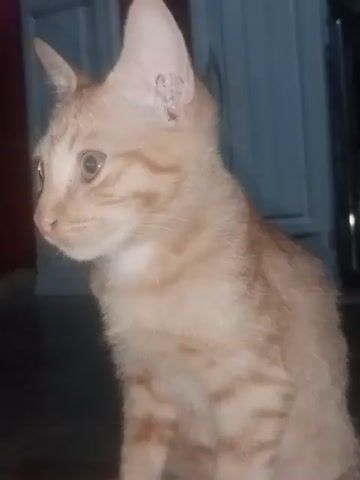 A ginger tabby cat is lying on its side and its head is facing the camera. The cat's eyes are open and it appears to be looking down. The cat's fur is light orange with darker orange stripes. The background is blurry, but it appears to be indoors. There is a dark object behind the cat, possibly furniture. The lighting is dim. The cat's body appears to be in motion, with the tail blurred due to movement.