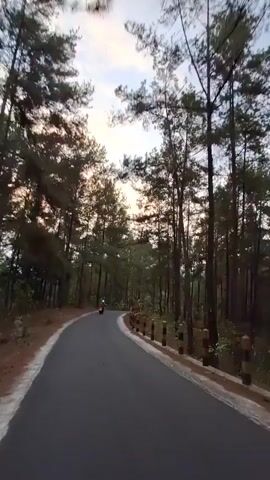 The video shows a point-of-view shot of a paved road curving through a forest of tall pine trees. The sky is visible through the canopy, with some clouds and what appears to be the setting sun casting a warm glow. The road has white lines marking the edges. On the right side of the road, there are wooden posts with yellow accents, likely serving as a barrier or guardrail. In the distance, a person is riding a motorcycle or scooter down the road, and a few other indistinct figures or objects can be seen further ahead. The overall scene evokes a sense of peaceful travel through a natural landscape.