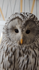 Birds of prey observed in indoor settings in Abakan