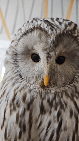 Birds of prey observed in indoor settings in Abakan