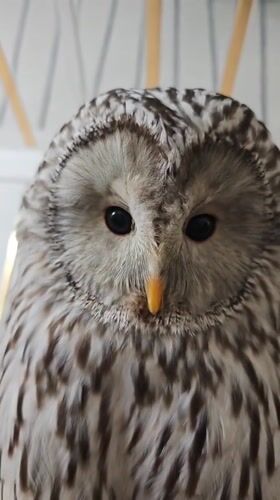 Birds of prey observed in indoor settings in Abakan