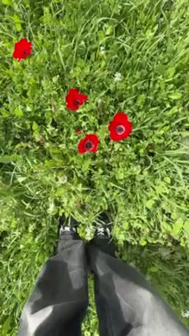 The video shows a low-angle perspective of a grassy field dotted with red anemone flowers.  A person wearing black jeans and black and white sneakers is standing in the grass. The camera moves forward, showing more of the field with numerous red and white wildflowers scattered throughout.  A tree is visible in the distance.  The sky is blue and sunny.  The camera movement is shaky as the person walks through the field.