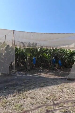 A camera pans across a banana plantation under a clear blue sky. The banana plants are covered with blue plastic bags. In the foreground, there is dry, dusty ground and some barbed wire fencing. To the right of the plantation, a tree with bright orange flowers is in full bloom. The scene appears to be outdoors in a warm, sunny climate.