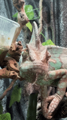 Veiled chameleon observed in Moscow enclosure during morning hours