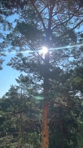 A low-angle, vertical shot shows the sun shining through the branches of a tall pine tree. The sun is partially obscured by the tree's needles, creating a lens flare effect. The sky is clear and blue. The background is filled with more pine trees and foliage, suggesting a forest or wooded area. The overall mood is peaceful and natural.
