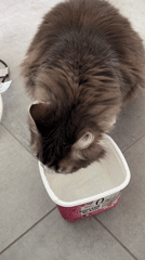 Cat observed drinking and resting in Chambœuf, France