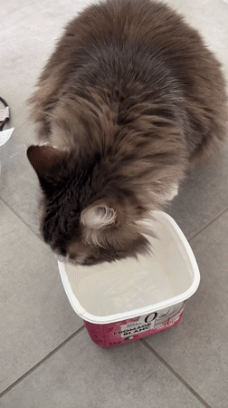 Cat observed drinking and resting in Chambœuf, France