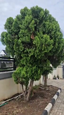 A full shot shows a tall, bushy green tree with multiple trunks in a yard. The tree is in the center of the frame, with a wall and fence behind it. The ground around the tree is covered in dirt and some debris. To the right of the tree is a sidewalk with a black and white border. The sky is cloudy in the background.