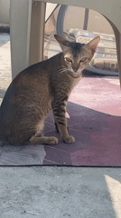 Tabby cat spotted feeding from cup in Perumbakkam
