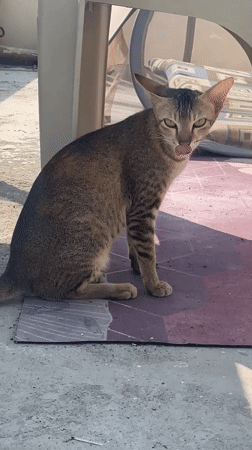 Tabby cat spotted feeding from cup in Perumbakkam