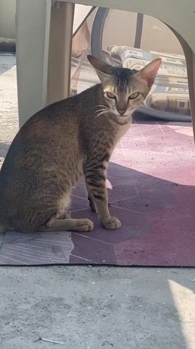 Tabby cat spotted feeding from cup in Perumbakkam