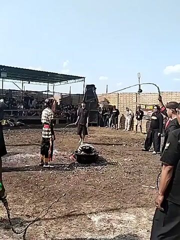 This video captures an outdoor traditional performance in Kedawung, Indonesia, under a clear, sunny sky. The performance takes place on a dirt ground, with a simple stage or shelter visible in the background where an audience is gathered under a canopy.

Several male performers are present. A central figure, dressed in black, wields a long whip, which he uses to strike another performer wearing a striped sarong-like garment. This performer reacts to the whip, flinching or moving with the impact. Another individual is seen crouched or lying in a large black pot or bowl placed on the ground, appearing to be in a trance-like state or participating in a specific ritual within the performance.

Other performers, also dressed in black, observe the main action. One performer, seen from behind, wears a black shirt with the text "INDONESIA" and "RONGGO KUSUMO" emblazoned on the back. Large speakers are positioned near the performance area, suggesting accompanying amplified sound or music. The overall scene depicts a cultural or ceremonial event, likely a form of traditional dance or martial arts demonstration that may involve elements of endurance or trance.
