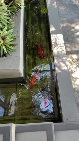 A high-angle shot focuses on a narrow, rectangular water feature, possibly a koi pond, with concrete borders. The water is somewhat murky and green, with visible algae growth along the sides. Several bright orange and red koi fish swim within the water. In the upper left, a leafy green plant with spiky leaves is visible, planted in a concrete planter. Sunlight casts dappled shadows on the textured gray concrete ground to the right of the water feature. The water appears to be shallow in some areas, with a stepped design.