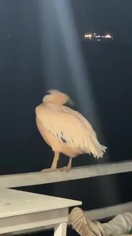 A pelican is perched on a railing at night. The bird is light pinkish-white and has its head tucked into its body, grooming its feathers. A strong beam of light shines down from above, illuminating the bird. In the background, there is a dark body of water with some distant lights visible on the horizon. A white table is visible in the foreground, and a person's leg and shoe are partially visible on the right side of the frame. The pelican occasionally moves its head and beak.