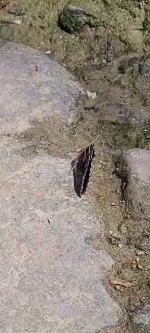 A butterfly is resting on a rock. The butterfly has brown and orange wings. The butterfly is facing right and its wings are partially open. The background is out of focus and appears to be natural.