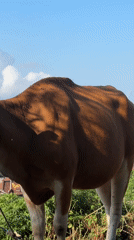 Cattle, dogs, and village rooftops in rural Manggis, Bali