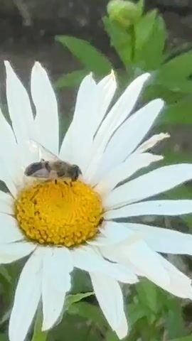 A close-up shot shows a bee on the yellow center of a white daisy. The bee is facing the left side of the frame. Green foliage is visible in the background. The video is very short, lasting only 4 seconds.