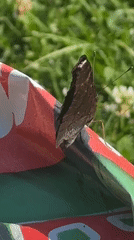 Dark brown butterfly perched on outdoor furniture, Ihringshausen