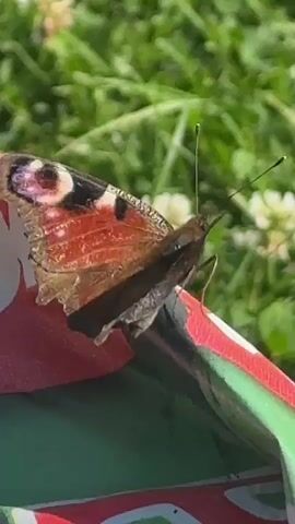 A close-up shot focuses on a small, dark brown butterfly perched on a colorful object. The butterfly's wings are closed, revealing a textured, patterned surface. Its antennae are extended, with tiny white tips. The butterfly is positioned on the edge of a rounded surface that has red and white markings on one side and green on the other. In the background, out of focus, is a patch of green grass with hints of white flowers, suggesting an outdoor setting on a sunny day. The butterfly remains stationary throughout the brief video.