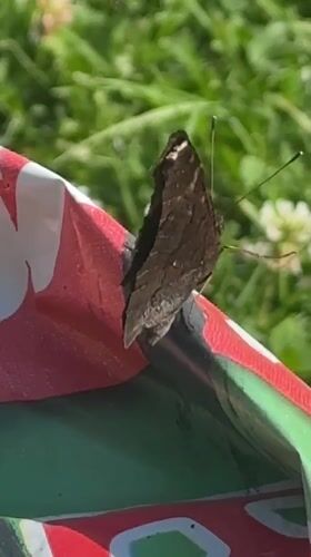 Dark brown butterfly perched on outdoor furniture, Ihringshausen