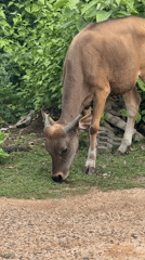 Morning scenes captured in Kuta Selatan: grazing cow, cafe workers