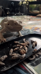 Domestic pet feeding and meal preparation activities recorded
