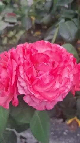 The video begins with a close-up of pink roses in a garden, then pans out to show a driveway, houses, and mountains. The scene then shifts to a field of yellow flowers.