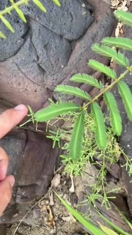 The video shows a close-up of a plant with feathery green leaves growing amongst dark rocks. A person’s hand with a manicured fingernail is seen touching the plant’s leaves, causing them to fold inward. The plant appears to be a Mimosa pudica, commonly known as a sensitive plant, which exhibits thigmonasty – the ability to rapidly change its leaf shape in response to touch. The surrounding environment appears to be natural, with soil and debris visible around the rocks.