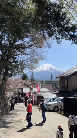 The camera looks down a street in Japan toward Mount Fuji. A street of shops is populated with people. Cars are parked next to houses. A man in a red vest is directing traffic. Cherry blossom trees are in bloom. The sky is clear and blue.