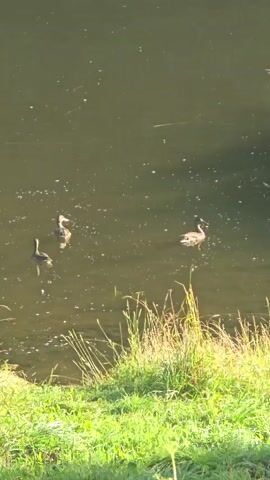 The video shows three ducks swimming in a body of water. The water is murky and appears to be a river or pond. There is green grass and some tall reeds along the edge of the water in the foreground. The ducks are facing in different directions, and one of them appears to be dipping its head into the water. The sunlight is reflecting off the water, creating some bright spots. The scene is peaceful and natural.