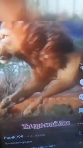 The video begins with a close-up of a lion's mane, which then transitions to a man wearing a cowboy hat and looking directly at the camera. The text overlay on the video reads "Ты где мой Лев" which translates to "Where is my lion." Below this, the username "Papik999" is displayed, along with a timestamp of "6 d. назад" (6 days ago) and the hashtag "#левиааккерман". There are also social media interaction icons on the right side of the screen, including a heart icon with "11" next to it, a speech bubble icon with "5" next to it, and a downward-pointing arrow icon with "1" next to it. The background is blurry but appears to be indoors with some greenery. The lighting is somewhat dim, with a bright glare in the upper portion of the screen.