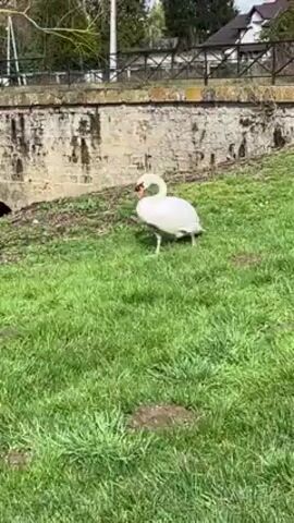 A white swan grazes on a grassy hill. Behind the swan is a light-colored brick bridge with a visible archway. In the background, there is a house or building and some trees.