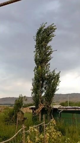 A tall, slender tree with green leaves stands in a field. The tree is bent over, as if from strong wind. The sky above is cloudy and gray. In the background, there are hills and some low buildings. There is also a fence in the foreground. The video is shaky, suggesting it was filmed by someone holding a camera or phone.