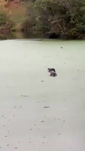 The video shows a pond heavily covered in green algae. Three Canada geese are swimming on the surface. The camera pans to the right, moving from the open pond to behind a tree. The background shows a wooded area with green trees and a grassy slope leading to a small structure. The light suggests it's daytime.