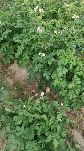 The video shows a close-up view of a field of potato plants. The plants are green and leafy, with some white flowers visible among the foliage. The ground is a mixture of soil and small stones. In the background, there are some white buckets and a light-colored wall. The overall impression is of a cultivated area, likely a garden or a small farm.