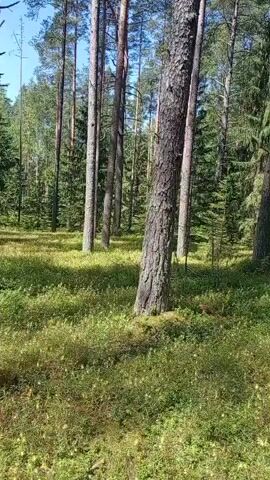 This media file captures a serene forest scene in Bologoe, Russia. The footage showcases a dense woodland with tall, slender pine trees dominating the landscape. Sunlight filters through the canopy, casting dappled shadows on the forest floor, which is covered in a lush carpet of green undergrowth, likely mosses and low-lying shrubs. The overall impression is one of a tranquil, sun-drenched day. The time of day appears to be late morning or early afternoon, given the bright sunlight and the angle of the shadows. The weather seems pleasant and clear, with a visible blue sky peeking through the trees. There are no people or specific objects visible in the frame, making the forest itself the sole subject. The video is a static shot, offering a fixed perspective of the natural environment. The mood conveyed is peaceful and calm, inviting the viewer to immerse themselves in the quiet beauty of the Russian forest. There is no visible text in the media file.