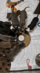 Home videos capture dogs and puppies in domestic scenes