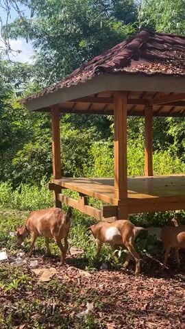 The video shows a wooden gazebo with a brown tiled roof situated in a lush green, forested environment. The ground surrounding the gazebo is covered in dry leaves and some debris. Three goats are visible in the scene. One goat, predominantly brown, is standing to the left, facing away from the camera and appearing to graze or search for something on the ground. Another goat, lighter brown with white markings, is positioned in the center, also facing away and seemingly grazing. A third goat, mostly brown, is on the right, partially obscured by the gazebo's support posts, with its rear end towards the camera, also appearing to be grazing. The overall impression is a natural, somewhat untamed setting with the goats interacting with their surroundings.