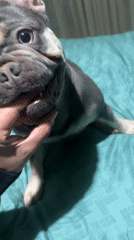 French Bulldog captured in playful bedroom moments with owner