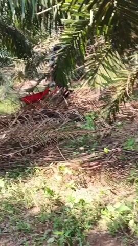 A person is seen in the video pushing a red wheelbarrow through a grove of palm trees. The ground is covered in dry palm fronds and green vegetation. The person is wearing a dark shirt and pants. The wheelbarrow appears to be empty. The scene is lit by sunlight filtering through the trees.