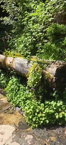 The video shows a water source created from a hollowed-out log in a lush, green environment. The log is covered in moss and surrounded by vibrant green plants, some with small purple flowers. Water flows continuously from a spout in the log, creating a small, shallow stream on the stone-covered ground below. The area is shaded by surrounding trees and foliage, enhancing the natural and serene atmosphere.