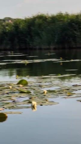 The video shows a slow pan across a body of water, likely a canal or river. The water is calm and reflects the sky and surrounding vegetation. The foreground is dominated by numerous lily pads floating on the surface, some of which have white lily buds and a few fully bloomed white lilies. The background consists of a dense line of tall green reeds or grass growing along the bank of the waterway. The lighting suggests it is daytime, possibly late afternoon or early morning due to the soft, golden quality of the light. There are no people visible in the video. The overall impression is one of a serene natural environment.