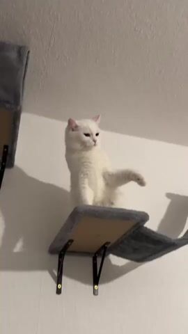 A white cat, possibly a British Shorthair, sits upright on a grey, wall-mounted cat shelf with a wooden base. The cat has light pink ears and dark eyes, and its fur is thick and fluffy. To the left, another grey cat shelf is partially visible on the white wall.

A human hand, wearing a dark smartwatch with a bright green and blue display, extends towards the cat. The cat lifts its right paw to meet the human's hand, resembling a high five or a paw shake. The cat appears focused and engaged in the interaction. The scene takes place indoors against a plain white wall.