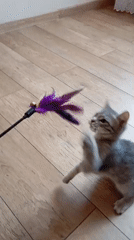 Grey tabby kittens play and explore home in Baksan